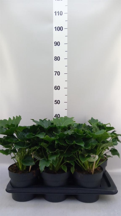 <h4>Dieffenbachia seg. 'Reeva'</h4>