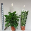 Spath Sweet Lauretta