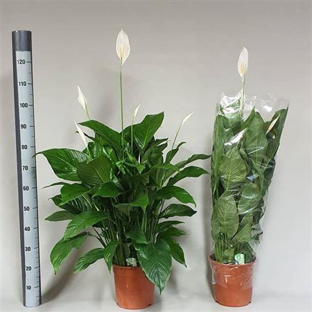 Spath Sweet Lauretta