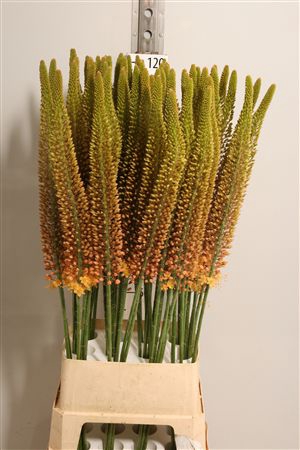 <h4>Eremurus Golden Cleo</h4>