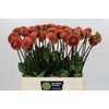 Dahlia Cornel Bronze