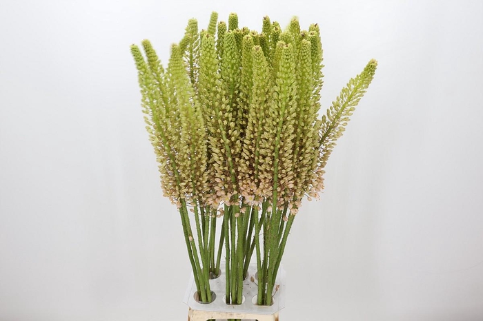 <h4>Eremurus Romance</h4>