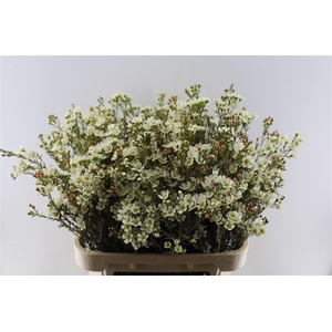 Chamelaucium Sirius White