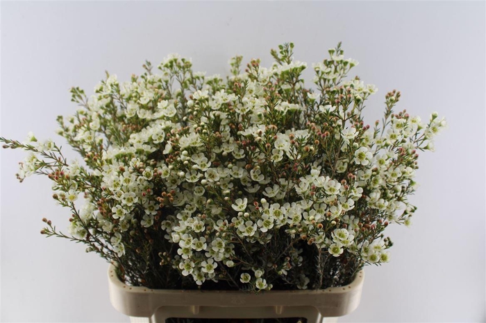 <h4>Chamelaucium Sirius White</h4>