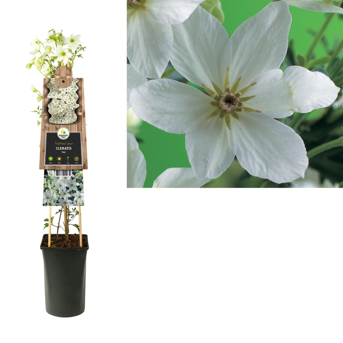 <h4>Clematis 'Joe' +3.0 label</h4>