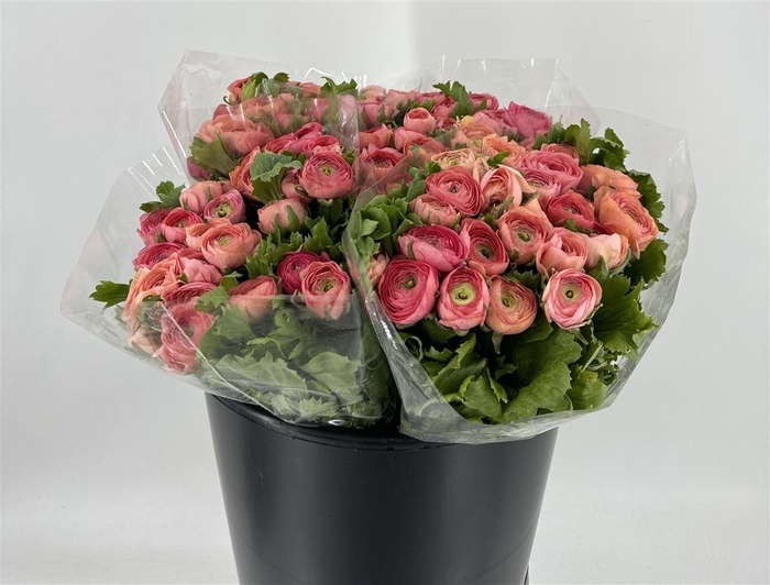 <h4>RAN ELEG EX SALMON</h4>