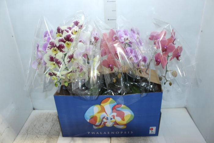 <h4>PHALAENOPSIS CASCATA P15 MIN 8 FLS</h4>