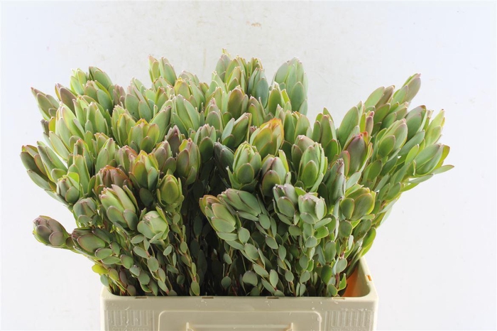 <h4>Leucad Discolor</h4>