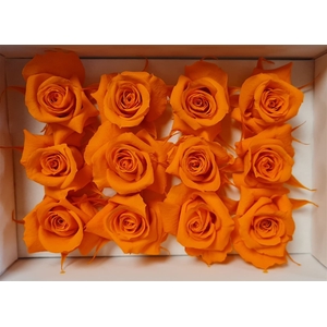 Ro Pres.. Orange (4cm)