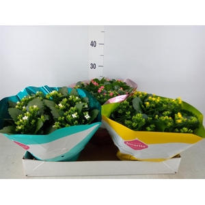 Kalanchoe blos.   ..mix 6