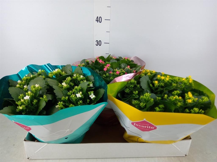 <h4>Kalanchoe blos.   ..mix 6</h4>