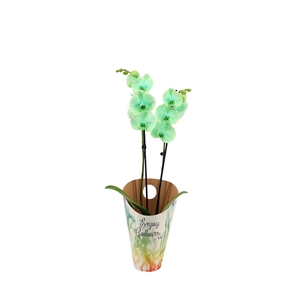 Enjoy Potcover Phal I Am Green 2T14+