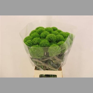Di Green Wicky