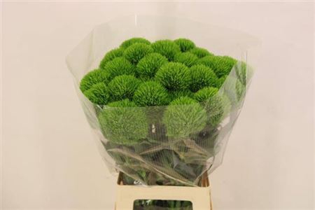 <h4>Di Barb Barb Fresh Extra</h4>