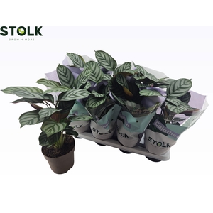 CTENANTHE COMPACTSTA