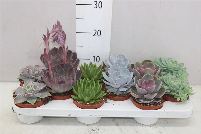 <h4>Echeveria Gemengd</h4>