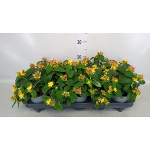 Hypericum andr.