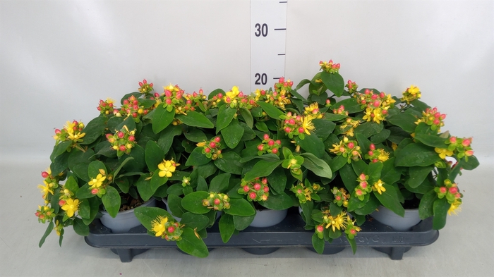 <h4>Hypericum andr.</h4>