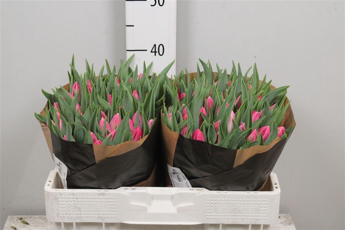 <h4>Tu En Bolroyal Pink</h4>