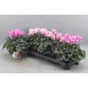 CYCL KL PETIT MOULIN