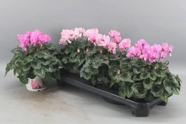 <h4>CYCL KL PETIT MOULIN</h4>