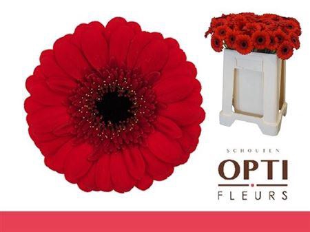 <h4>Ge Mi Red Ruby</h4>