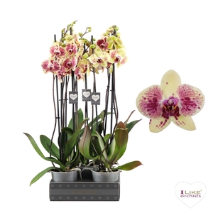 Phalaenopsis Exotic Punch - 2 tak 70cm (Less Plastic)