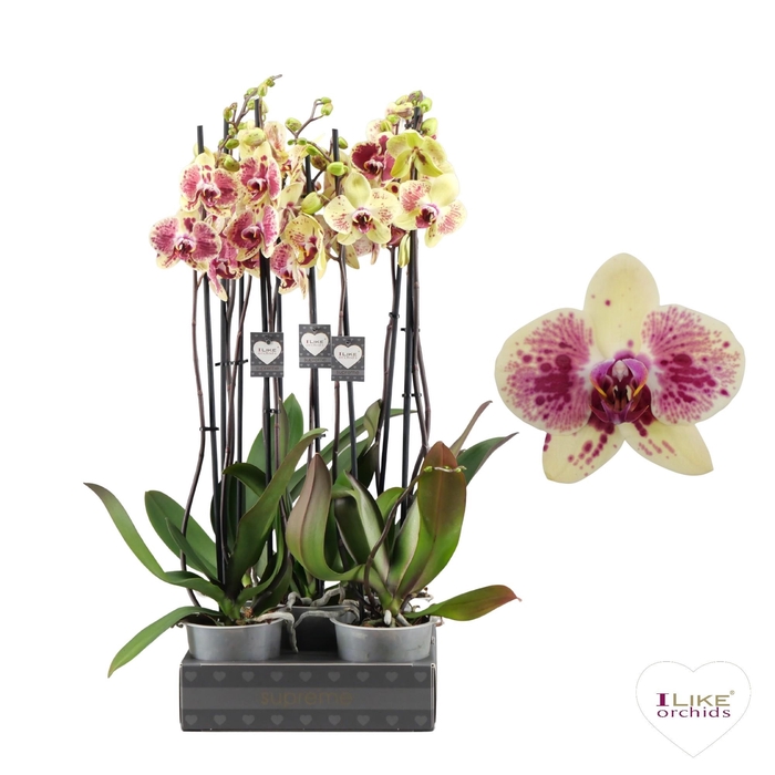 <h4>Phalaenopsis Exotic Punch - 2 tak 70cm (Less Plastic)</h4>