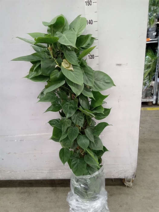 <h4>Philodendron scandens</h4>