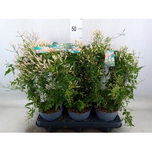 Jasminum polyanthum