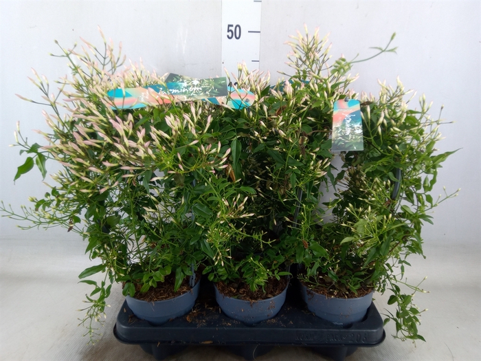 <h4>Jasminum polyanthum</h4>