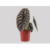 ALOCASIA CUPREA P17