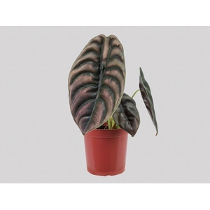 ALOCASIA CUPREA P17
