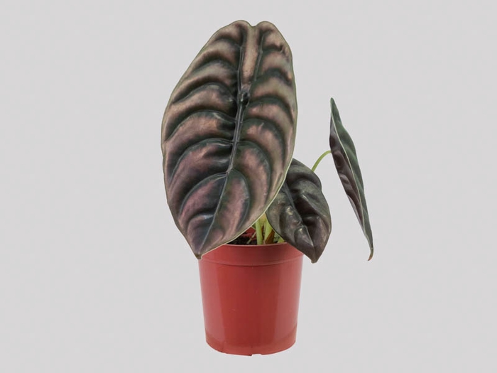 ALOCASIA CUPREA P17