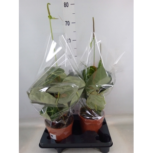 Anthurium clarinervium