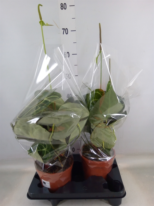 <h4>Anthurium clarinervium</h4>