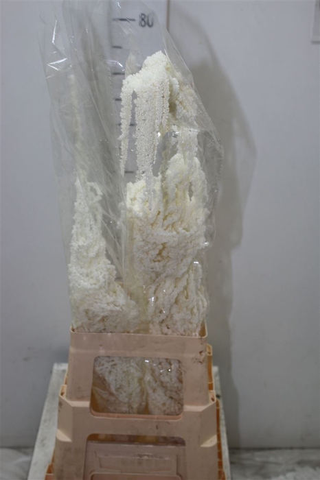 <h4>Dried Amaranthus Bleached</h4>