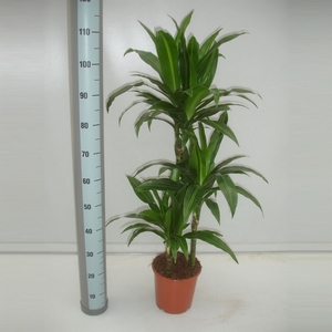 Dracaena fr de   ...