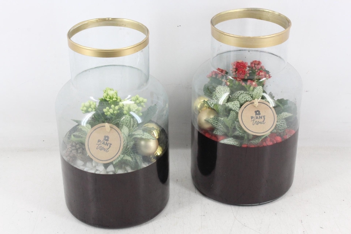 <h4>arr2 PL - Glas Milano goud rand mix</h4>