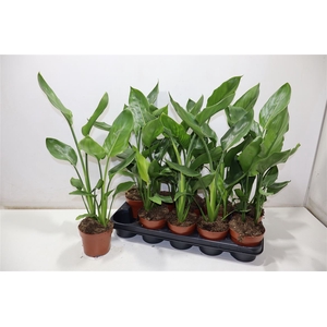 Strelitzia Regin Bl