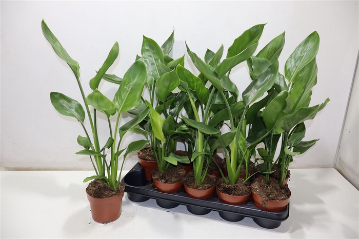 <h4>Strelitzia Regin Bl</h4>