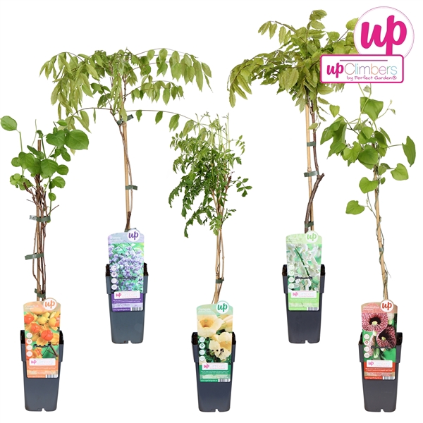 <h4>Klimplanten mix laag exclusief P15</h4>