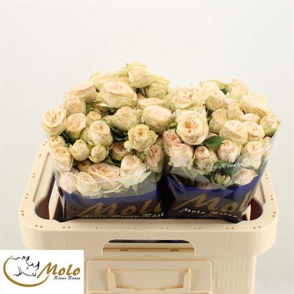 <h4>R Tr Gentle Trendsetter Molo</h4>