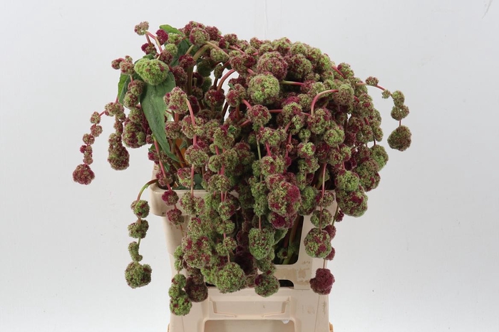 <h4>Amar Ca Mira</h4>