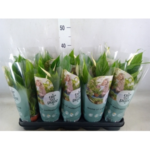 Spathiphyllum  'Torelli'
