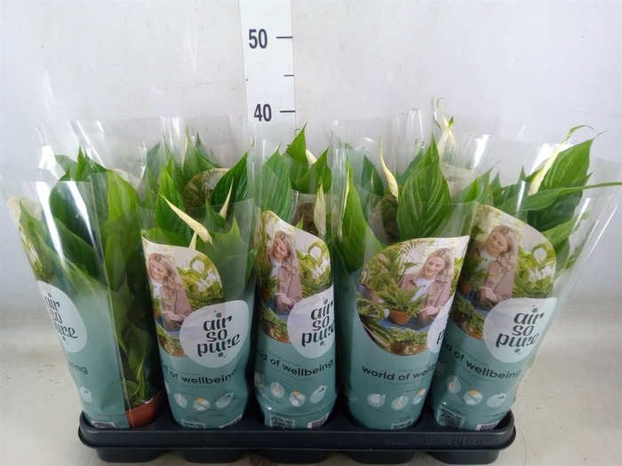 <h4>Spathiphyllum  'Torelli'</h4>