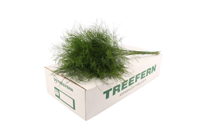 DEC TREEFARN