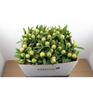 Paeo L Pink Hawaiian Coral