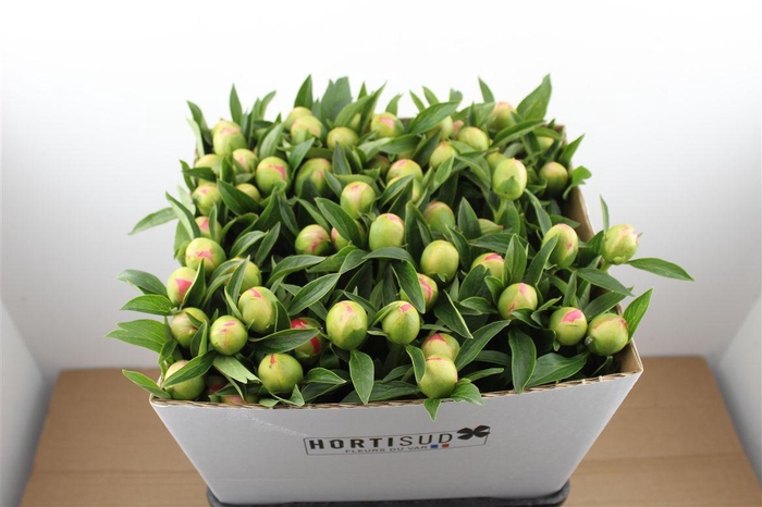 <h4>Paeo L Pink Hawaiian Coral</h4>