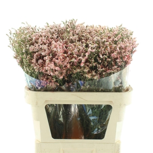 Limonium Joy Pink
